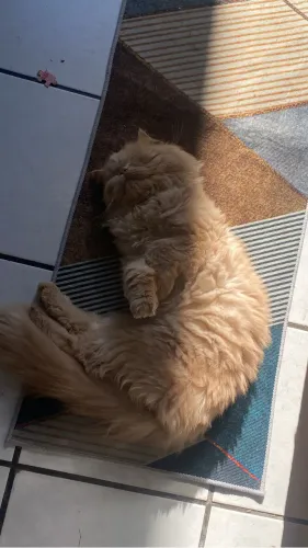 Gato Pérsia 8 meses 
