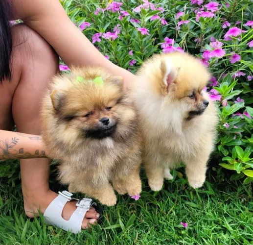 Spitz Alemão fêmea  - pedigree CBKC