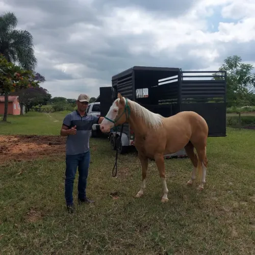 Fretes para cavalo sao Paulo e regiões 