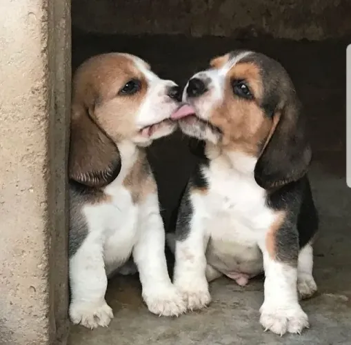 Beagle machos e fêmeas minis, bicolor, tricolor, chocolate 