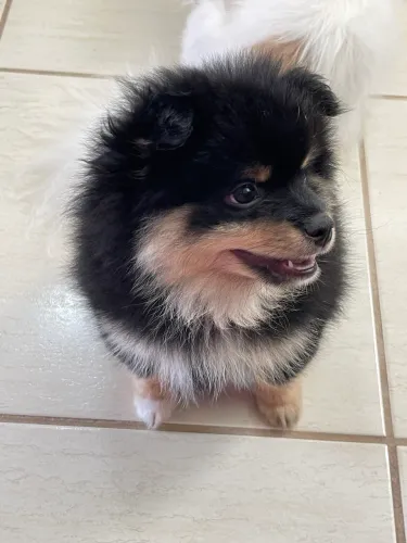 Spitz Lulu Black Power