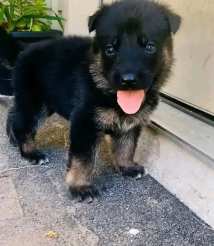 Filhotes de Pastor Alemão | Mini pet cheio de charme!