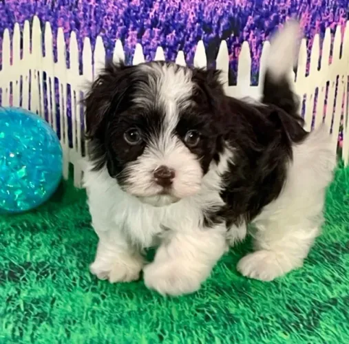 Lhasa Apso Macho Mini ? Cão de companhia com elegância