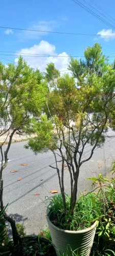 Vendo 3 jarros de Eugênia especializados para lojas e terraço