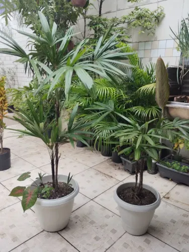 Mudas de Rafhia no vaso
