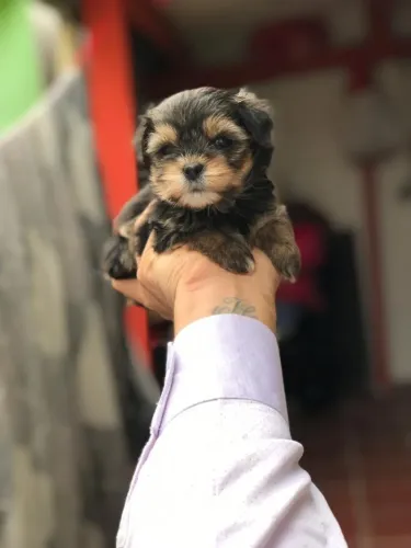 Linda Fêmea de Yorkshire filhote com 53 dias vacinada padrão micro com pedigree