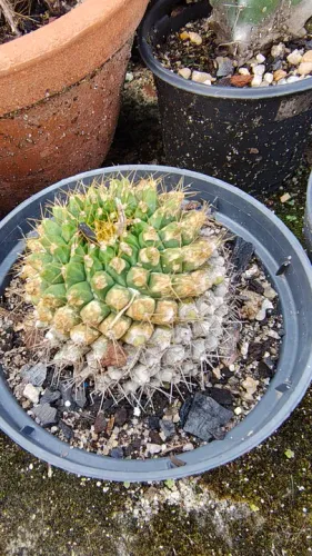 Cacto Mammilaria
