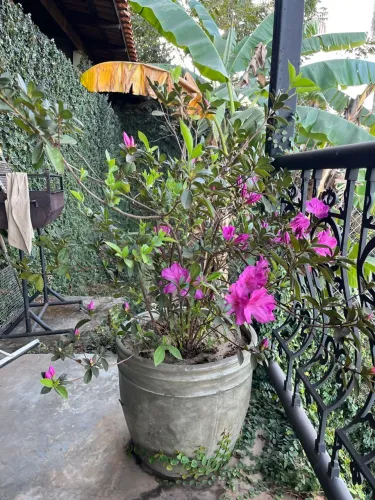 Azaleia Florífera em Vaso - Linda e Charmosa!