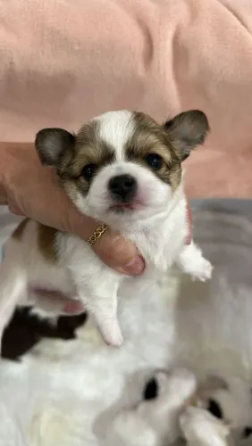 CHIHUAHUA a doçura que você sempre sonhou