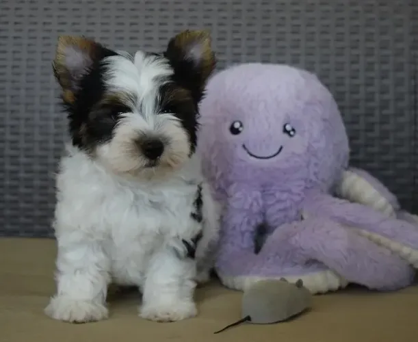 Biewer Terrier Fêmea Mini Tricolor - Elegante, Fofa e Extremamente Afetuosa