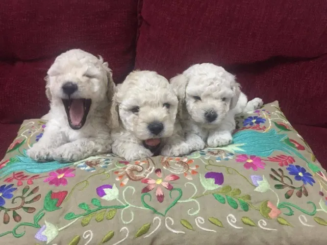Poodle próprio para apartamento