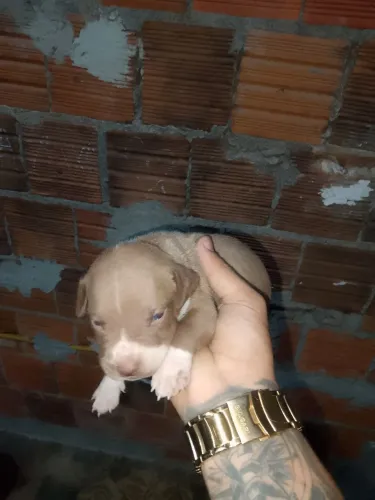 VENDO FILHO DE PITBULL NO PREÇO ?