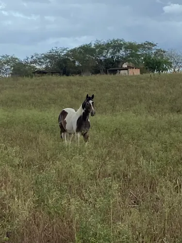 Potro paint horse quarto de milha 