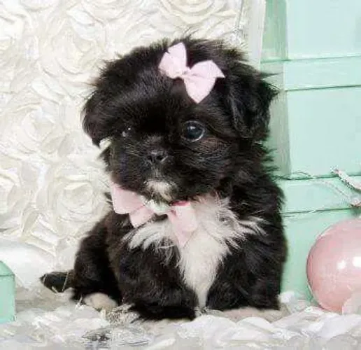Shih tzu fêmea pura linda menina doçura 