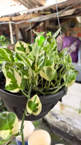 Plantas e retalhos