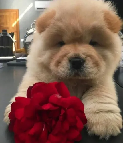 Chow chow disponivel