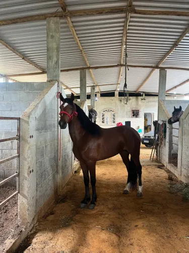 Vendo cavalo