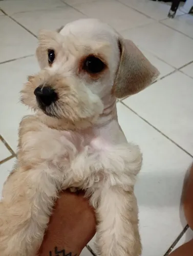 Schnauzer miniatura fêmea