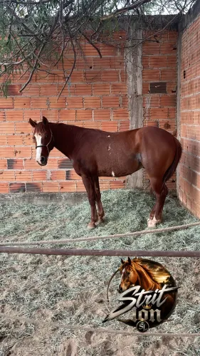Cavalo com 4 anos a venda