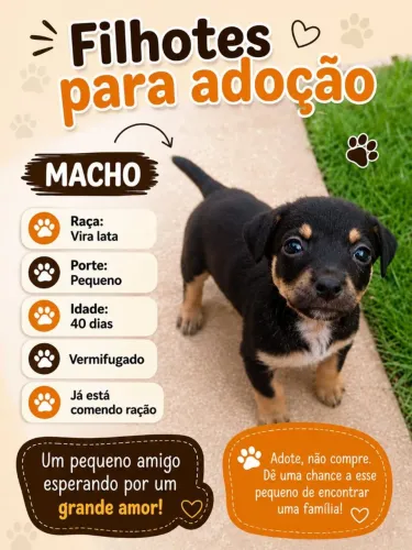 Doação de cachorro 