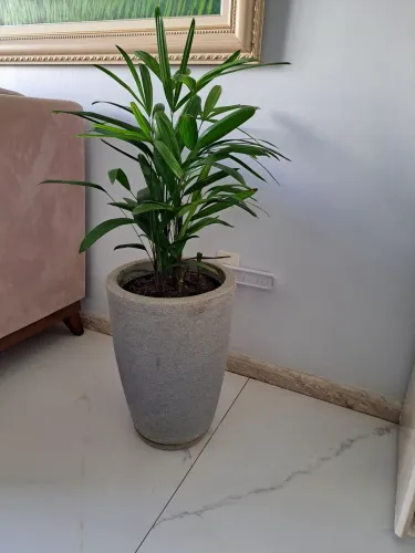 Plantas naturais Ráfia, já em jarro medio apropriado para decoração de ambientes internos!