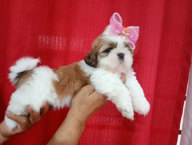 Fêmeas Shih Tzu a Pronta Entrega