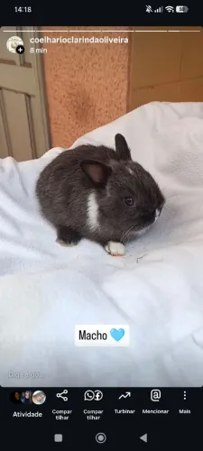 Filhotes coelho anão Netherland dwarf