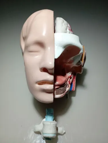 Modelo anatômico cabeça humana tamanho real
