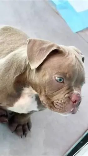 American Bully filhotes 