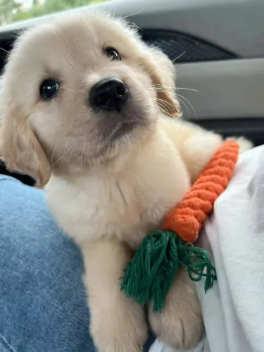 Golden Cachorrinho que pode conquistar seu interesse rapidamente
