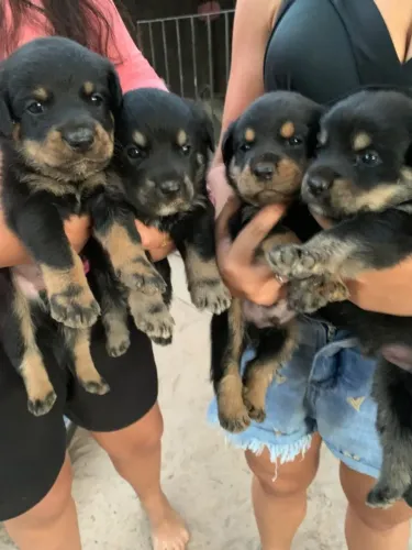 Filhotes Rottweiler cão para venda 