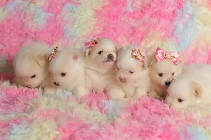 Lulu da Pomerânia fêmea e macho