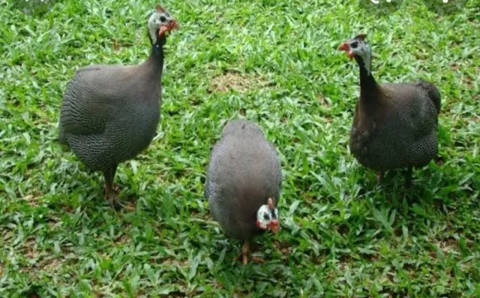 GALINHA DA ANGOLA