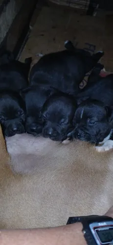 Tenho Dois filhotes de Staffordshire Bull terrier para reservar