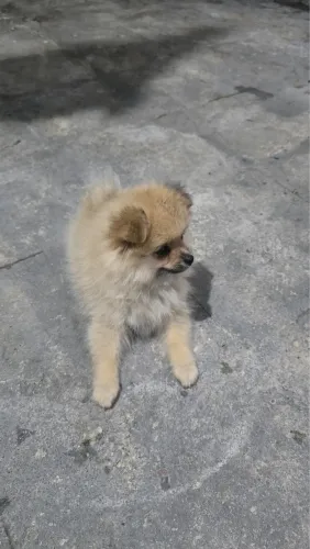 Filhote de Spitz Alemão Lulu da Pomerânea