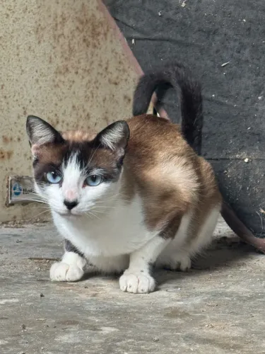 Gato Macho castrado um ano dócil 