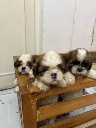 Shih Tzu Seu novo companheiro de aventuras começa aqui