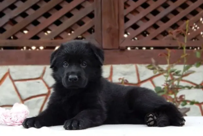 Filhotes de Labrador | Mais diversão para sua rotina.