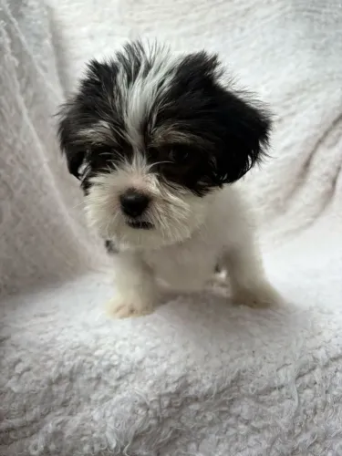Filhote de shih tzu o filhote que espalha fofura por onde passa