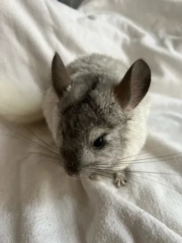 Chinchila macho mosaico 8 meses