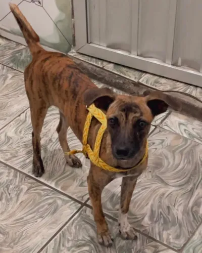 Cachorro Macho Castrado Para Adoção Responsável