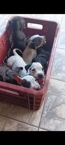 Pitbull