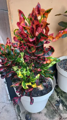 Croton com folhas coloridas