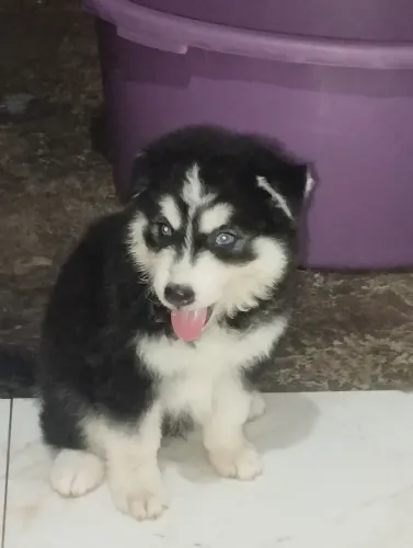 Cachorro hasky filhote 