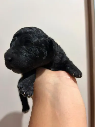Vende-se filhote de poodle toy fêmea chama privado