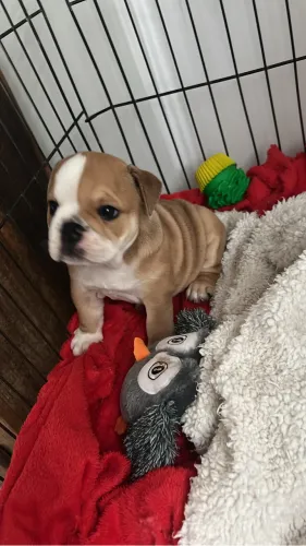 Fêmea Bulldog inglês 