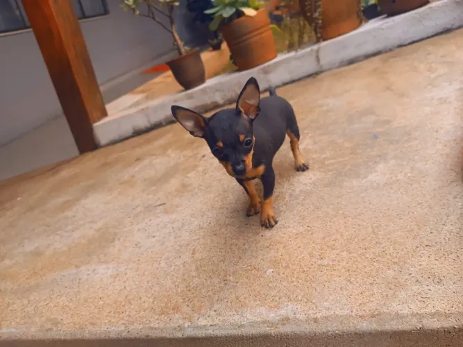 Pinscher macho