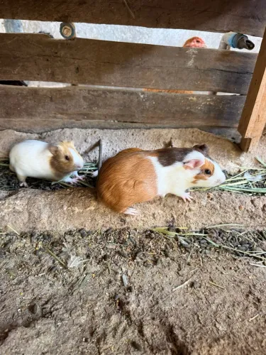 Vendo Porquinho da índia (Preá)