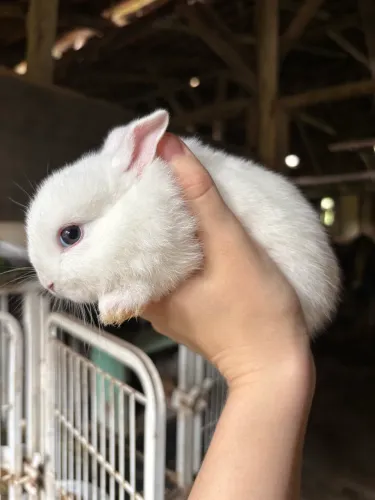 Coelhinhos mini