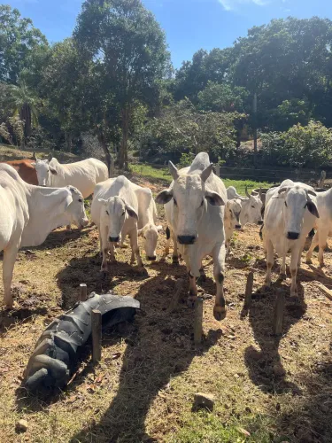 Gado a venda